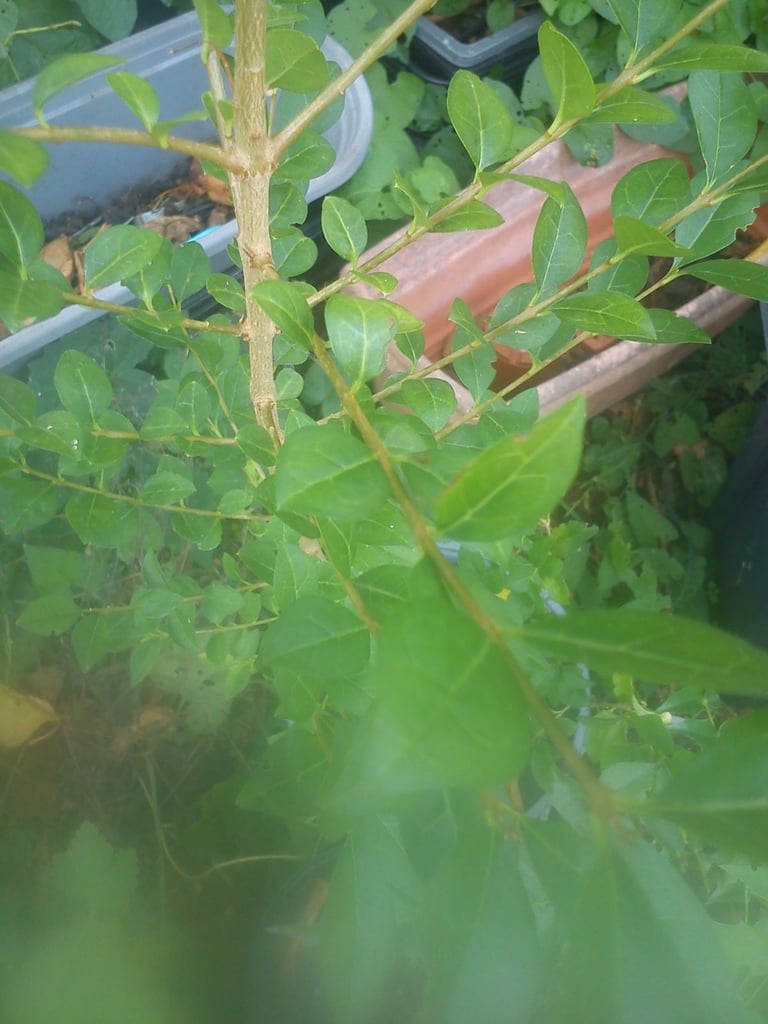 Privet.