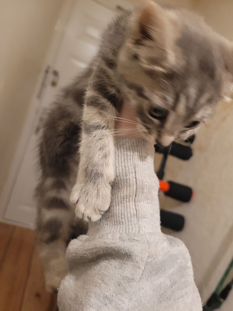 3 Ragdoll maine-coon x Blue Russian kittens ready to go. £350