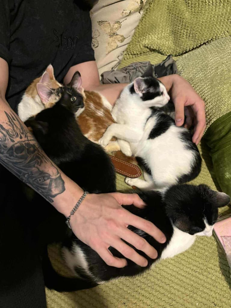 5 mixed beautiful and lovely kittens 
