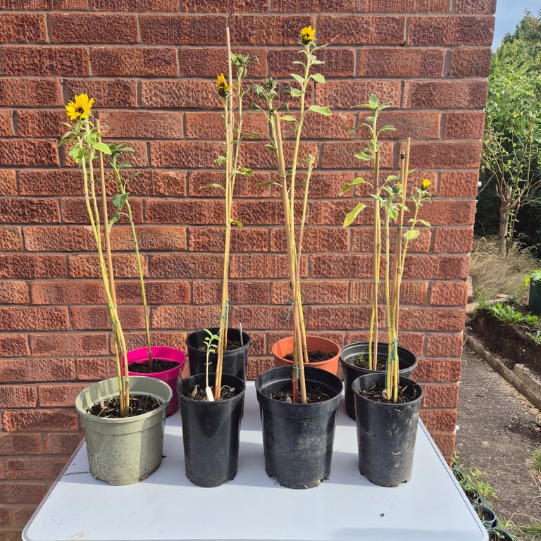 image for 8 Giant Single Sunflowers 