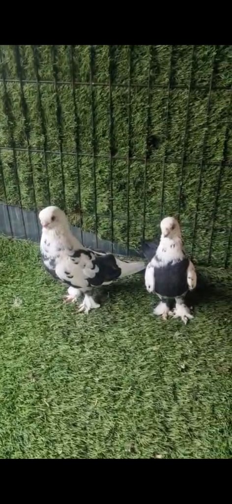 Kurdish pigeons 