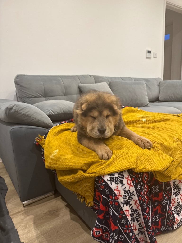 Chow chow pup one for 