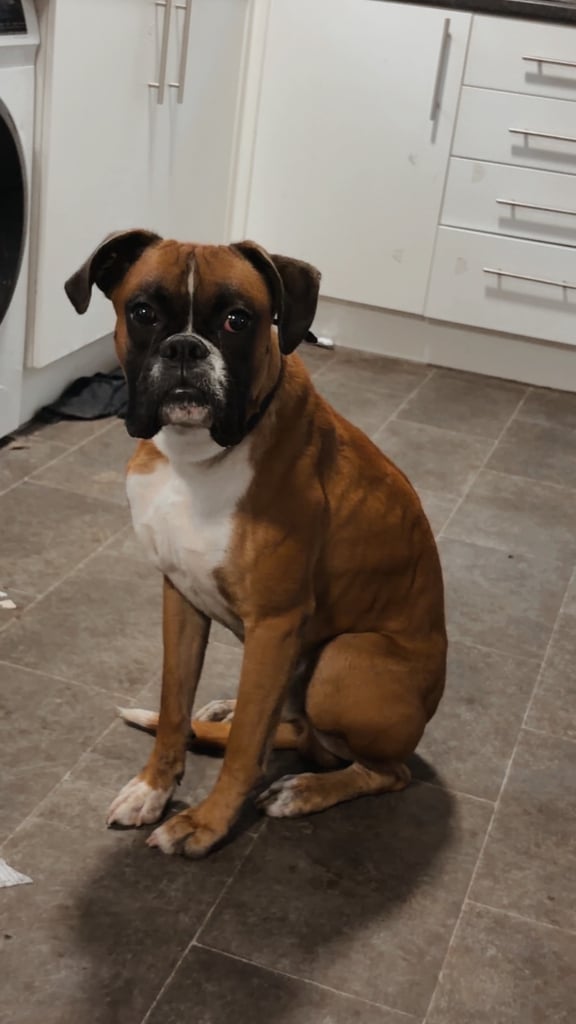 Rocky the boxer 