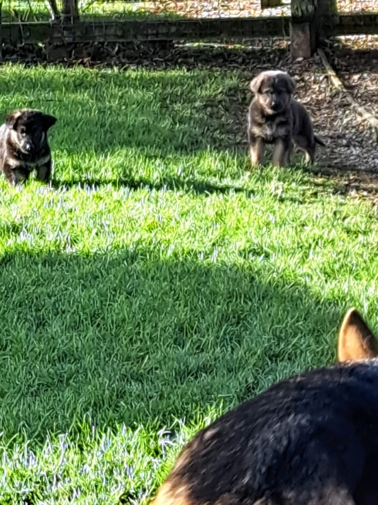 German shepherd pups 