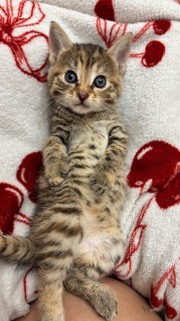 Parent Cat and Kittens for sale