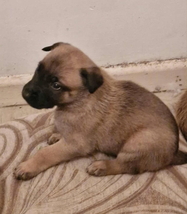 Large Belgium malnois pups with kc regged dad 