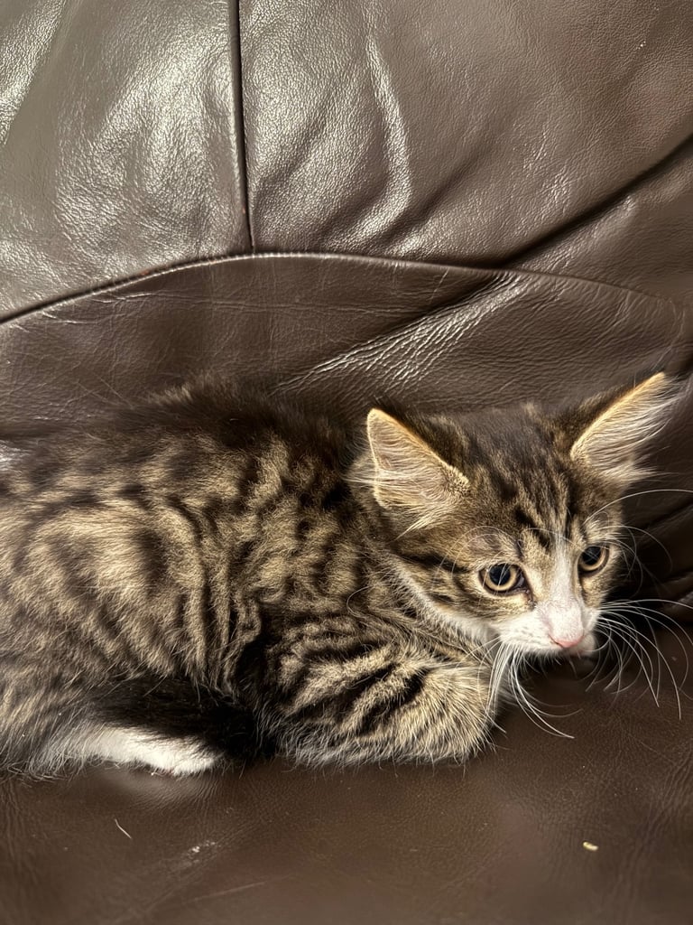 Only 2 left! Cuddly little kittens looking for rehoming 