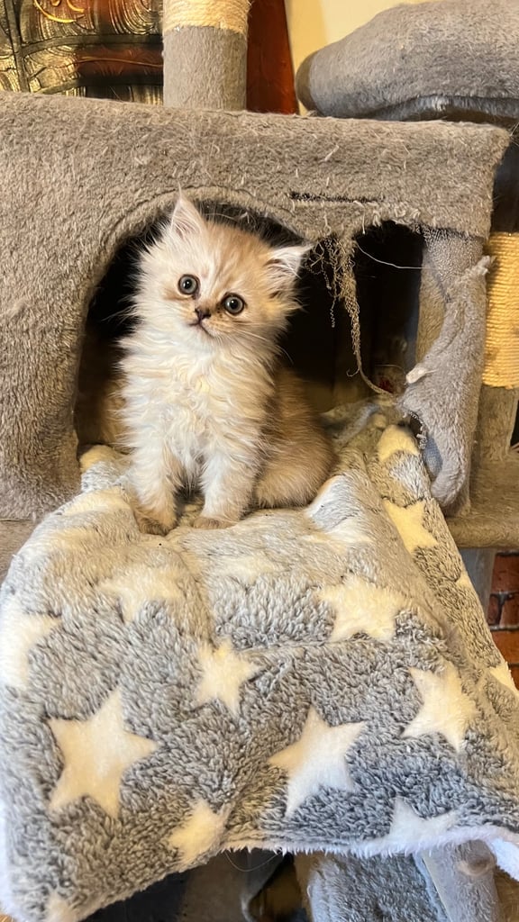 Ready to go Persian kittens 