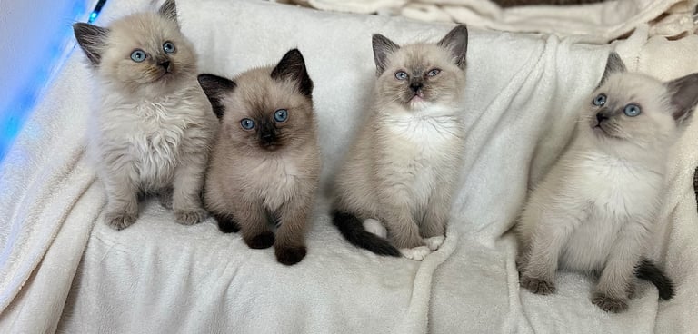 Ragdoll kittens 