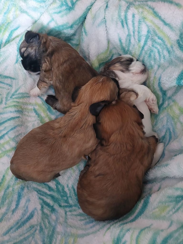 Lhasa apso pups