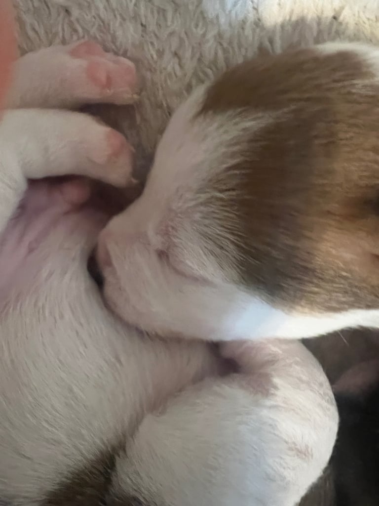 Jack Russell puppies