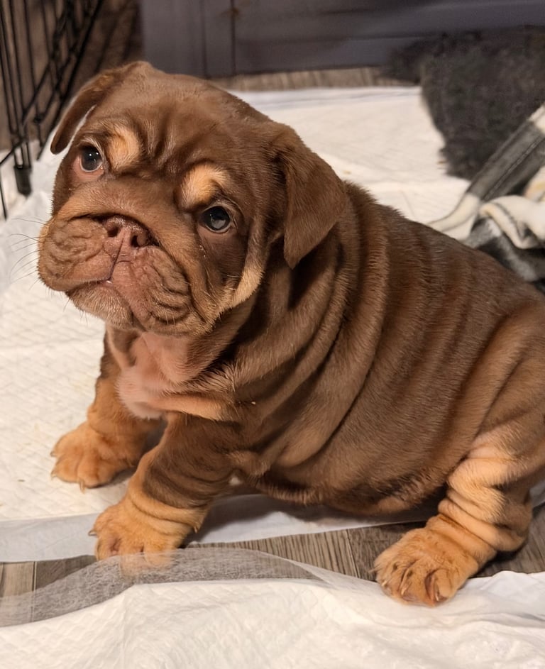 KC Registered English Bulldog Puppies Chocolate