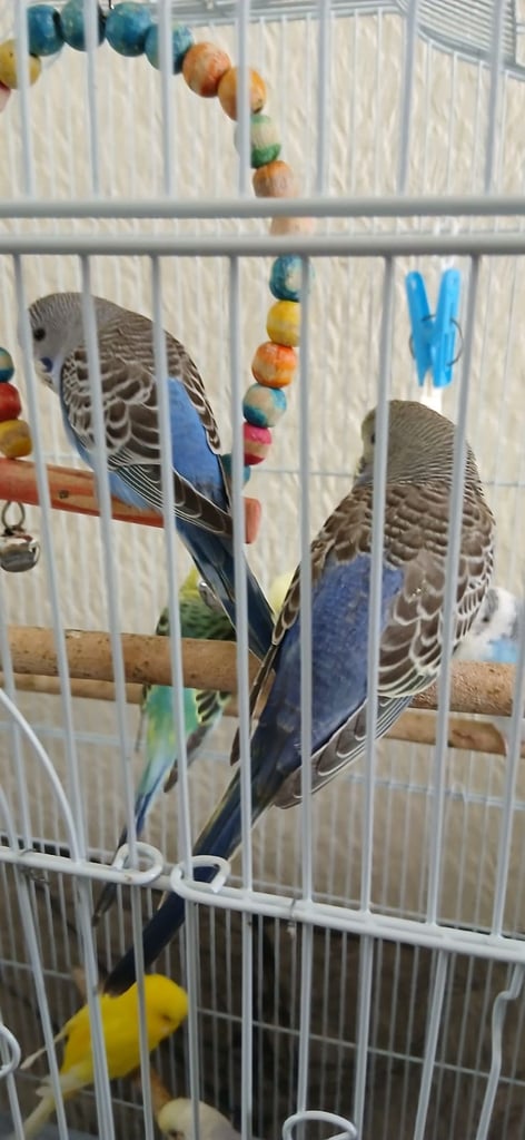 Budgies for sale