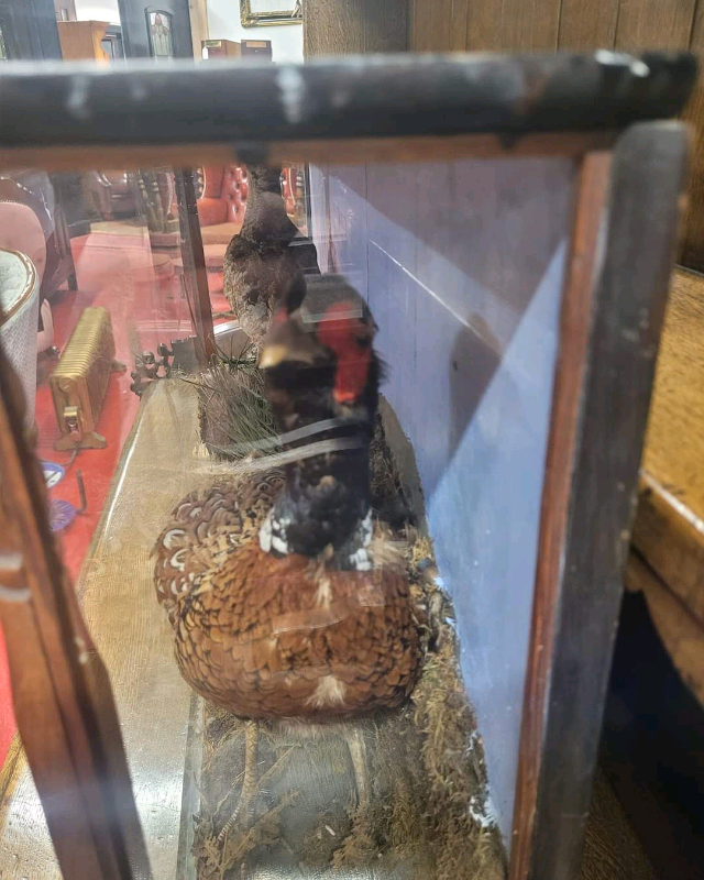 Taxidermy Pheasant and Woodcock in Glass Case.