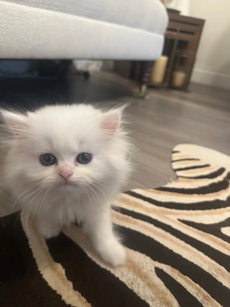 Rarely available Beautiful Pure Persian White Female Kitten with grey eyes, ready to go in 2 weeks