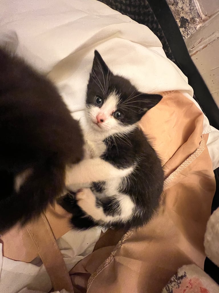 Female cat