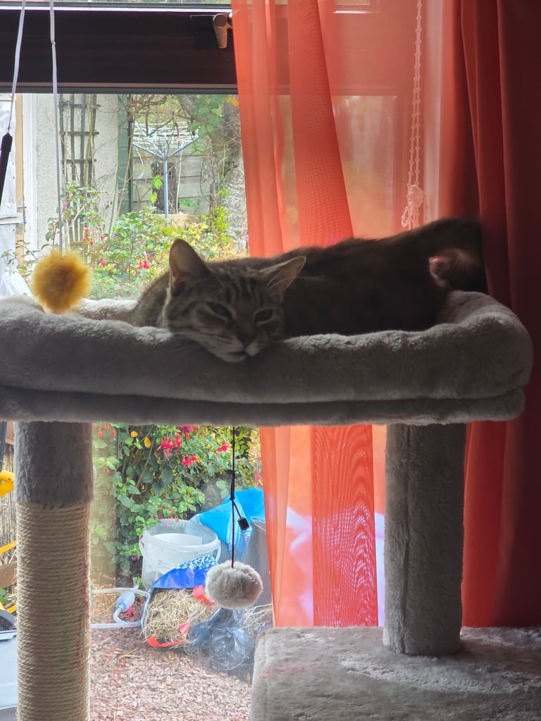 Beautiful little tabby