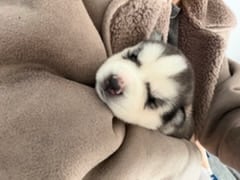 Cuddlie husky puppys