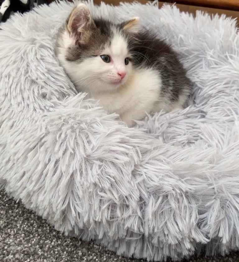 Cute kitten for sale ready for rehoming 🏡  