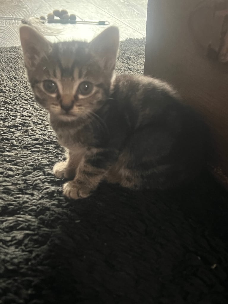 Adorable playful kittens 