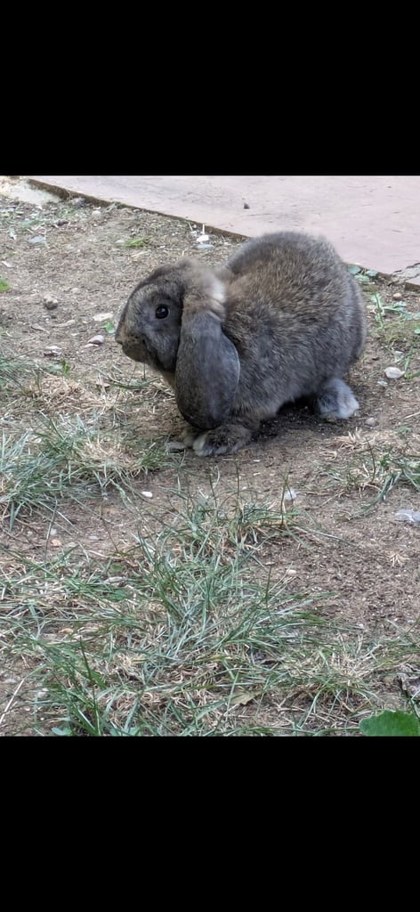 Mini lop rabbit