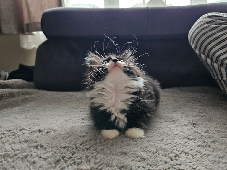 Kitten £100