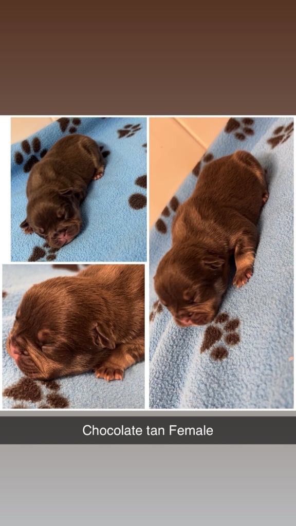 Beautiful French bulldog pups 