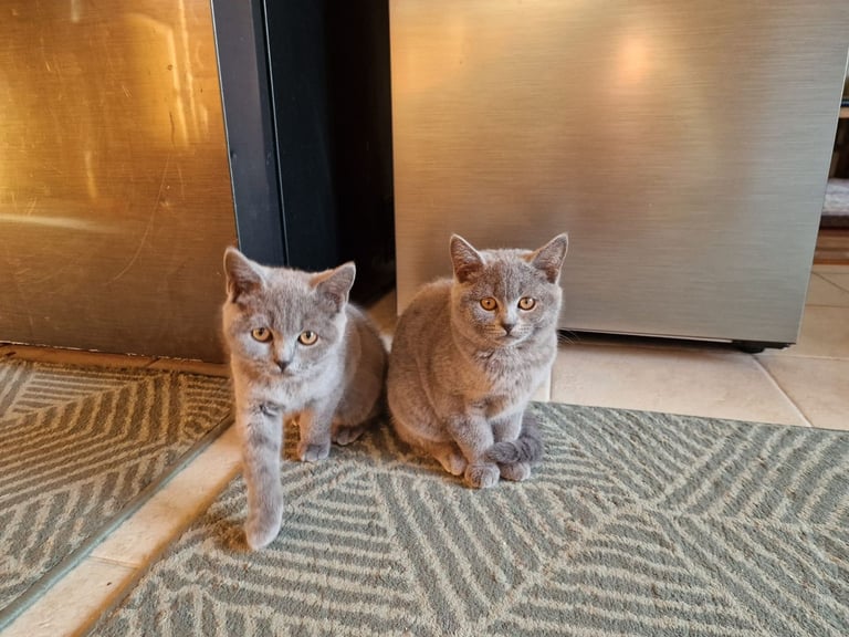 2 KITTENS LOOKING FOR LOVING HOME