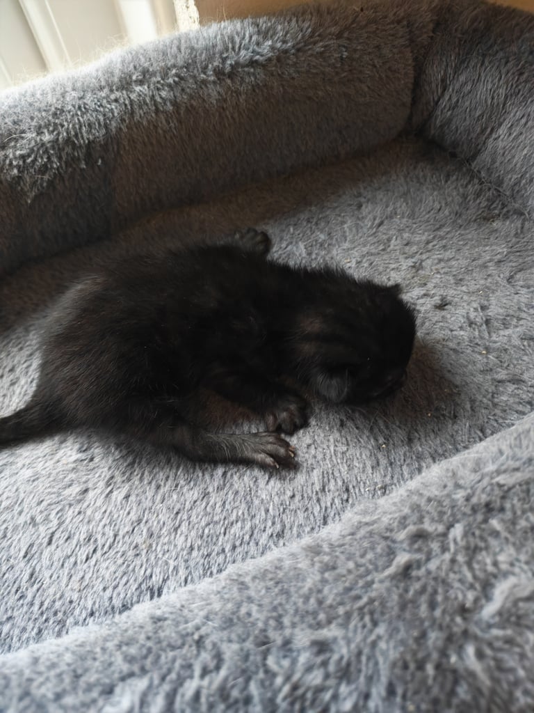 Black and white kittens for sale