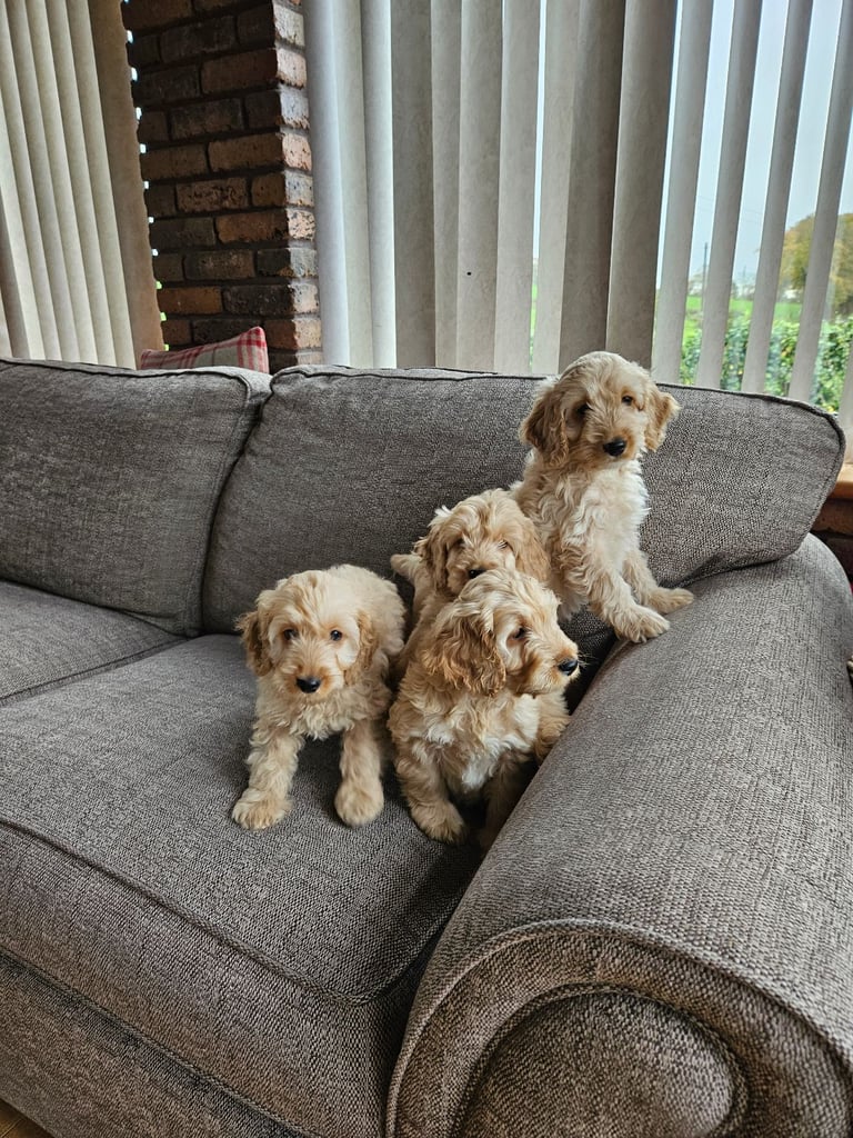 cockerpoo puppies for sale