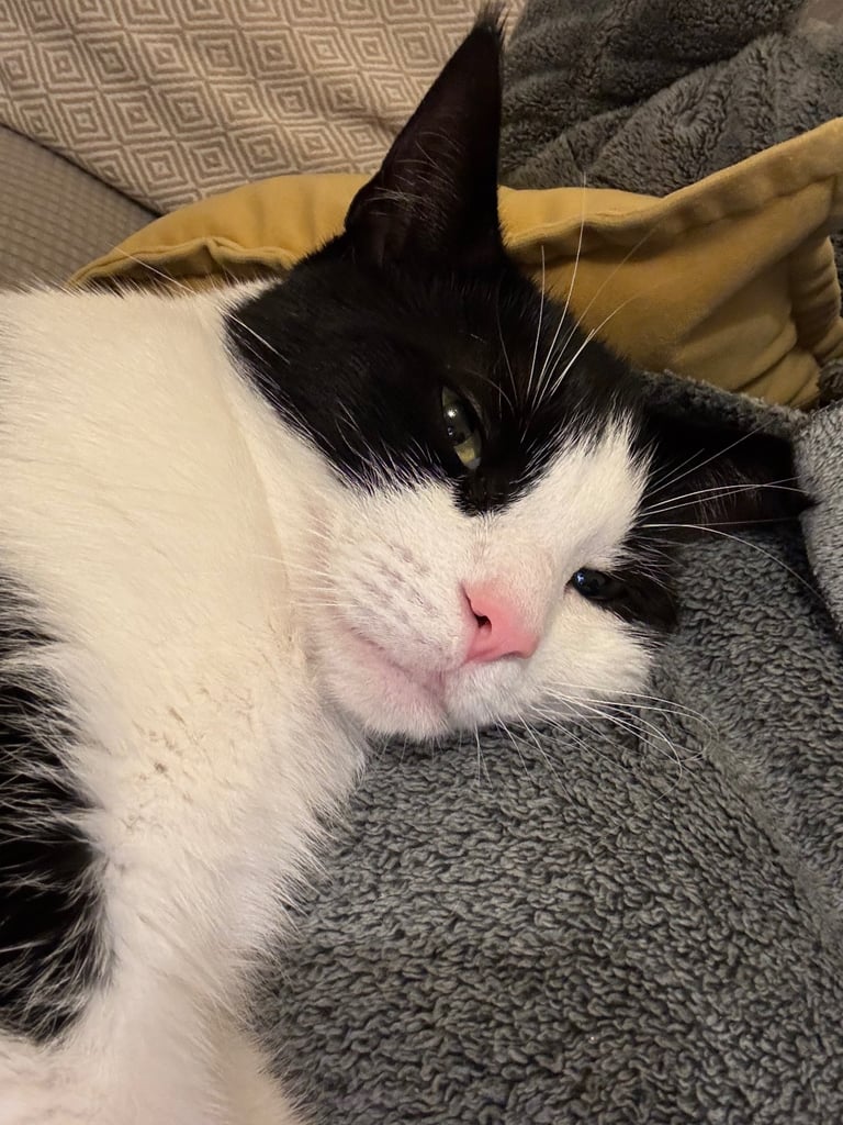 Black white indoor and outdoor cat