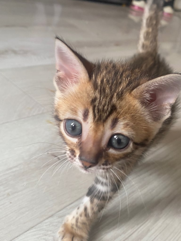Bengal kittens
