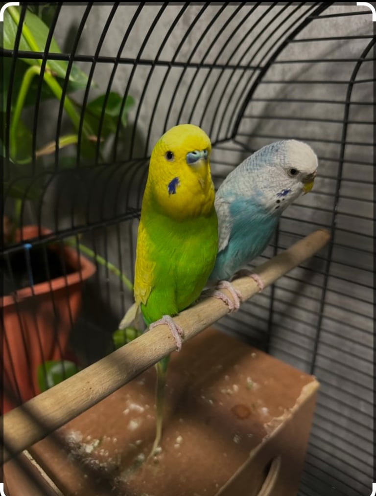 Pair of budgies with cage