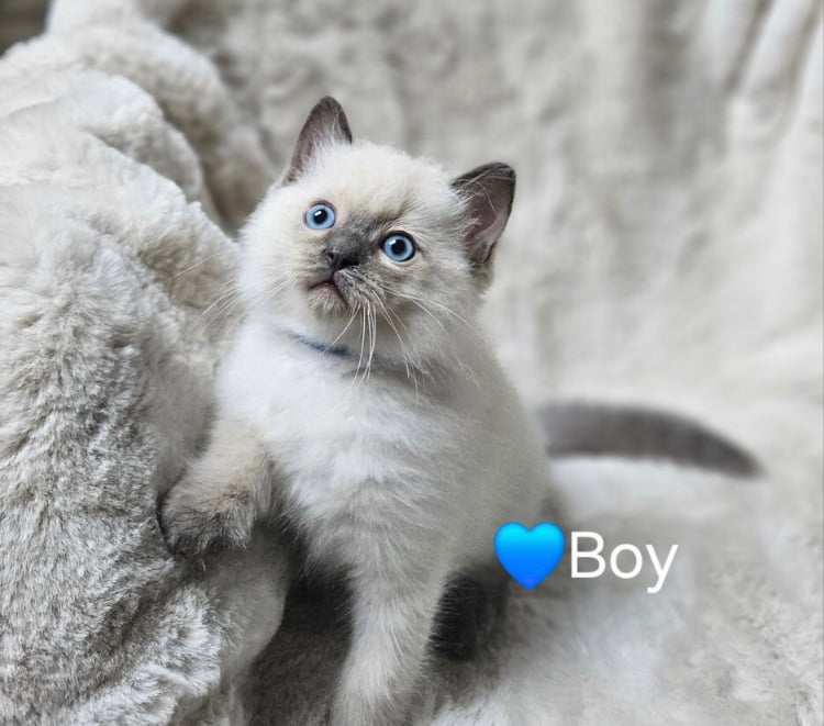 Beautiful Ragdoll Kittens 