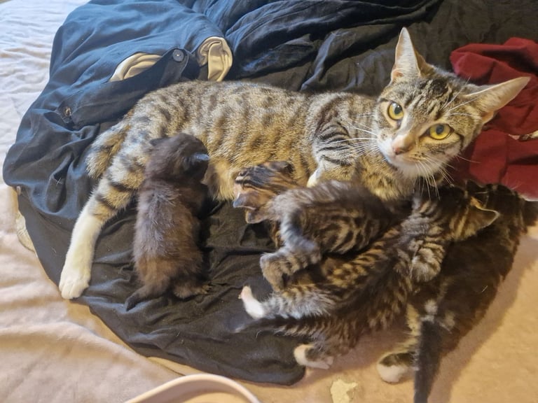 5 beautiful kittens