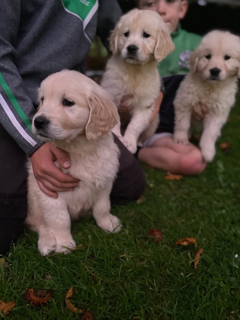 Golden retrievers 