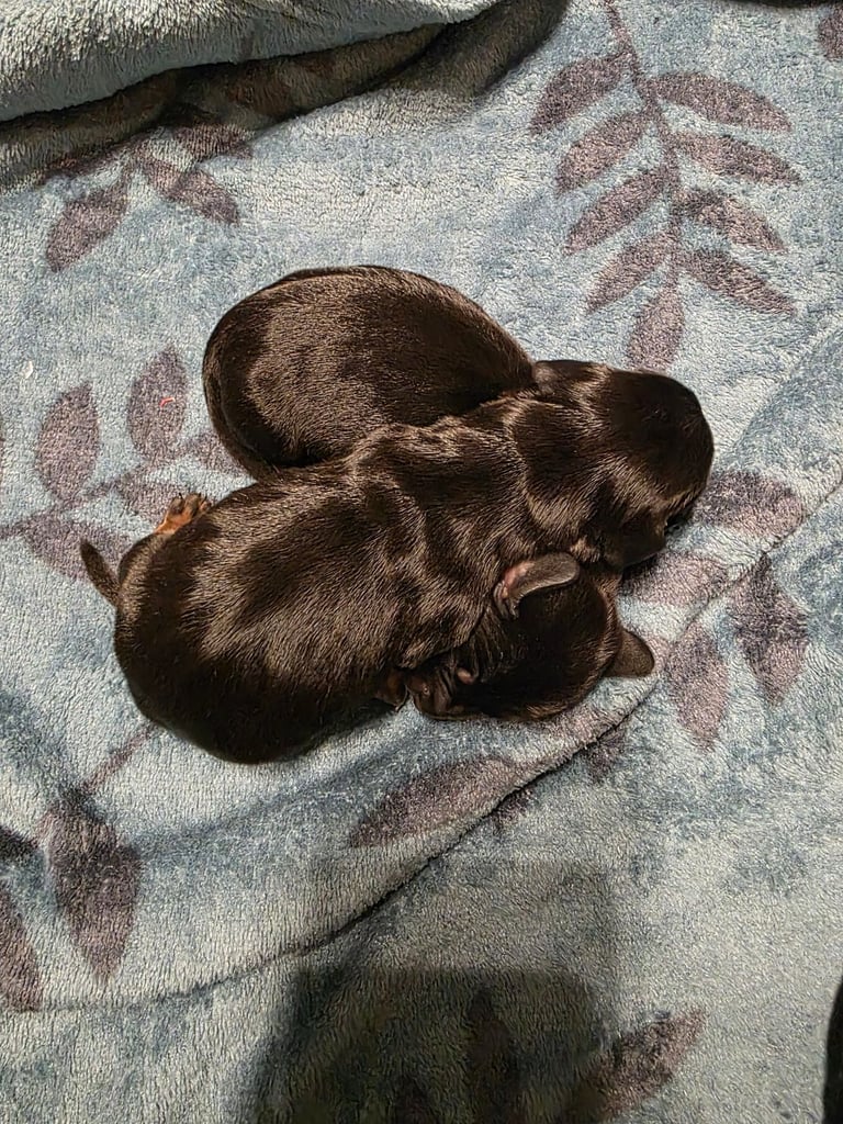 Miniature dachshunds 