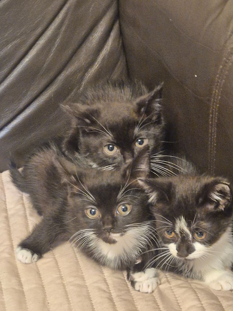 3 gorgeous female kittens. urgent. £45