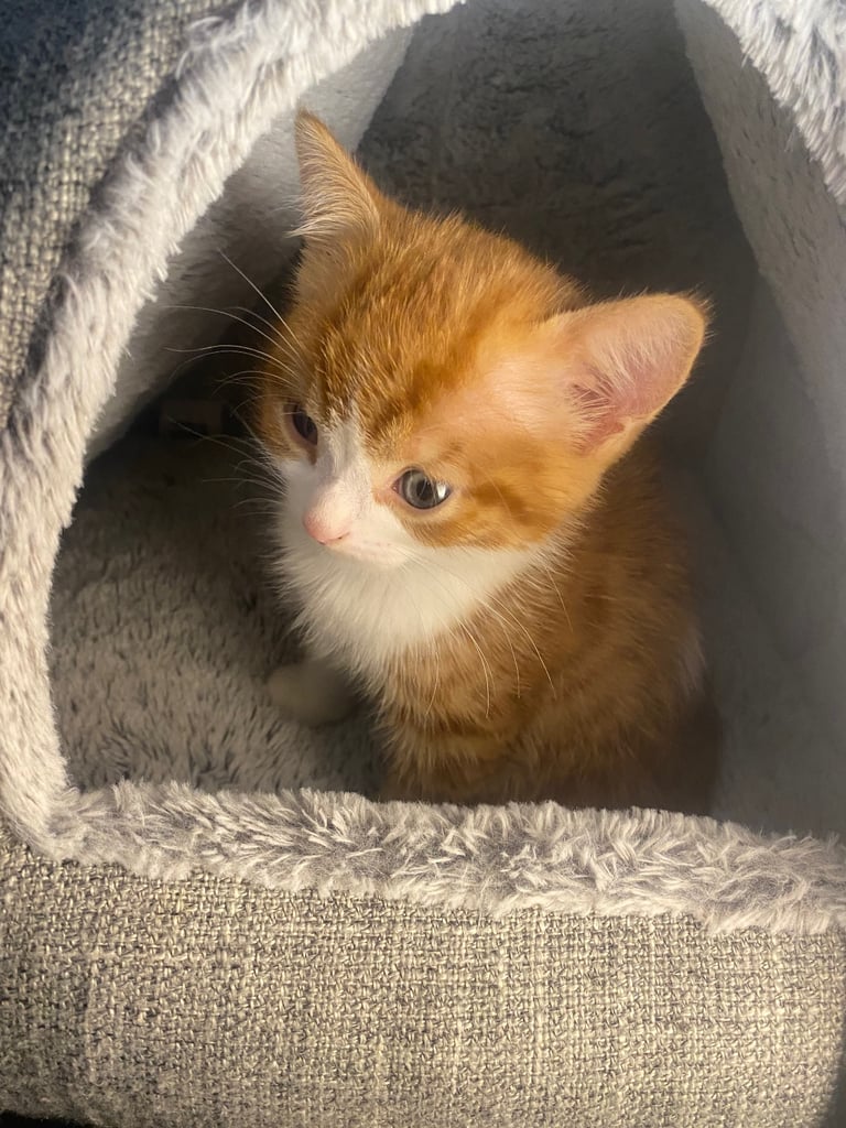 Male White And Ginger Kitten Ready For A New Home 🏡 