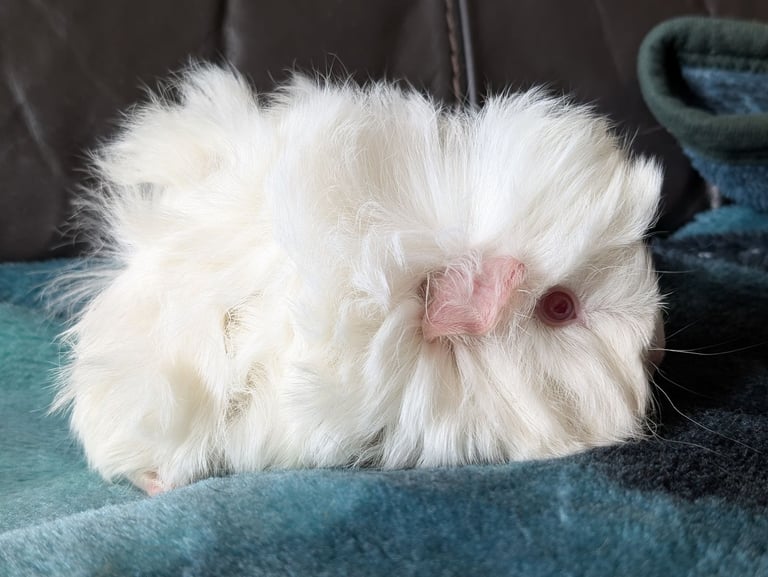 Beautiful pair of female guinea pigs 