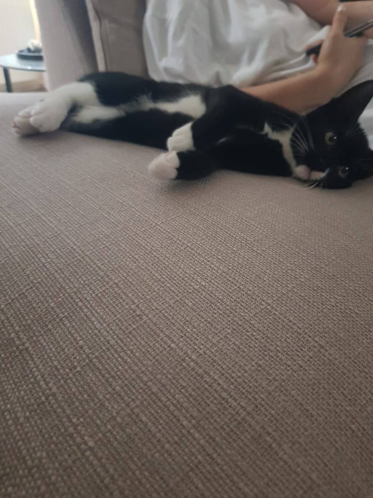 Cute male tuxedo cat
