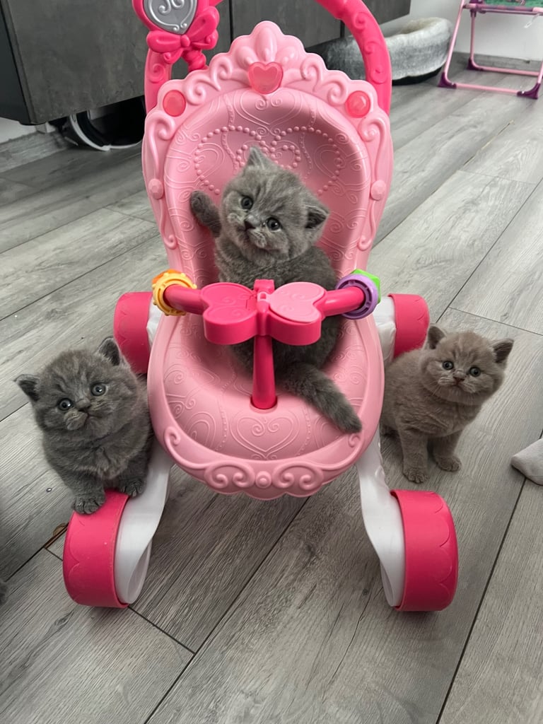  👑 Champion line GCCF British Shorthair girls 👑