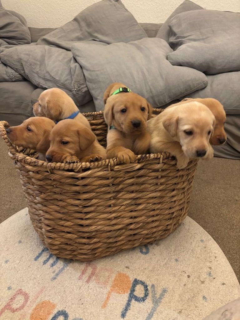 Red fox Labrador puppies for sale 