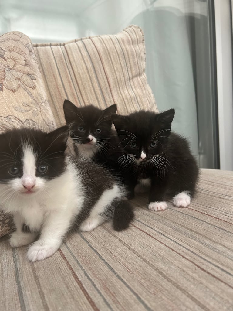 Kitten 