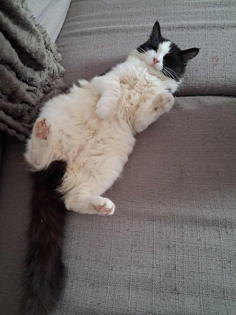 beautiful fluffy girl kitten 