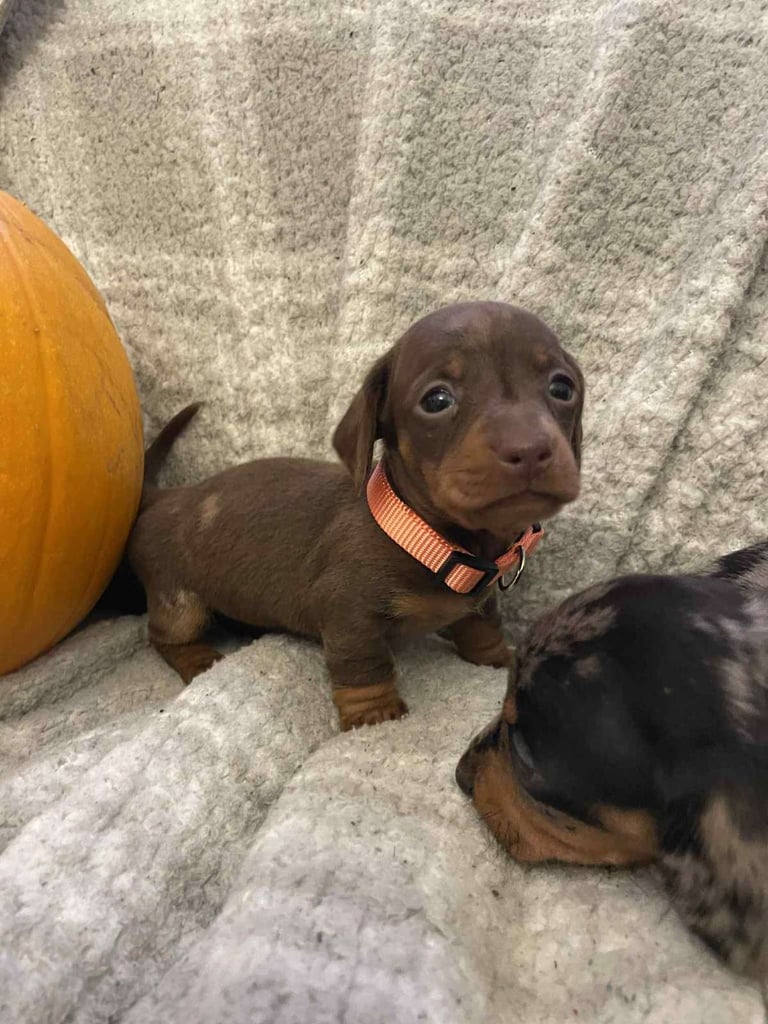 Beautiful Miniature Dachshunds 