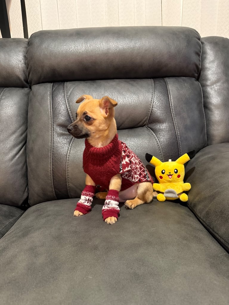 ✨TINY HEART-STEALER ALERT! 9-WEEK-OLD CHIHUAHUA BOY 🩵 READY NOW!✨🐾