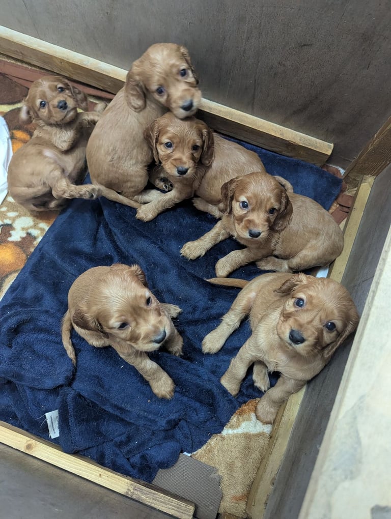 Golden cocker spaniel.