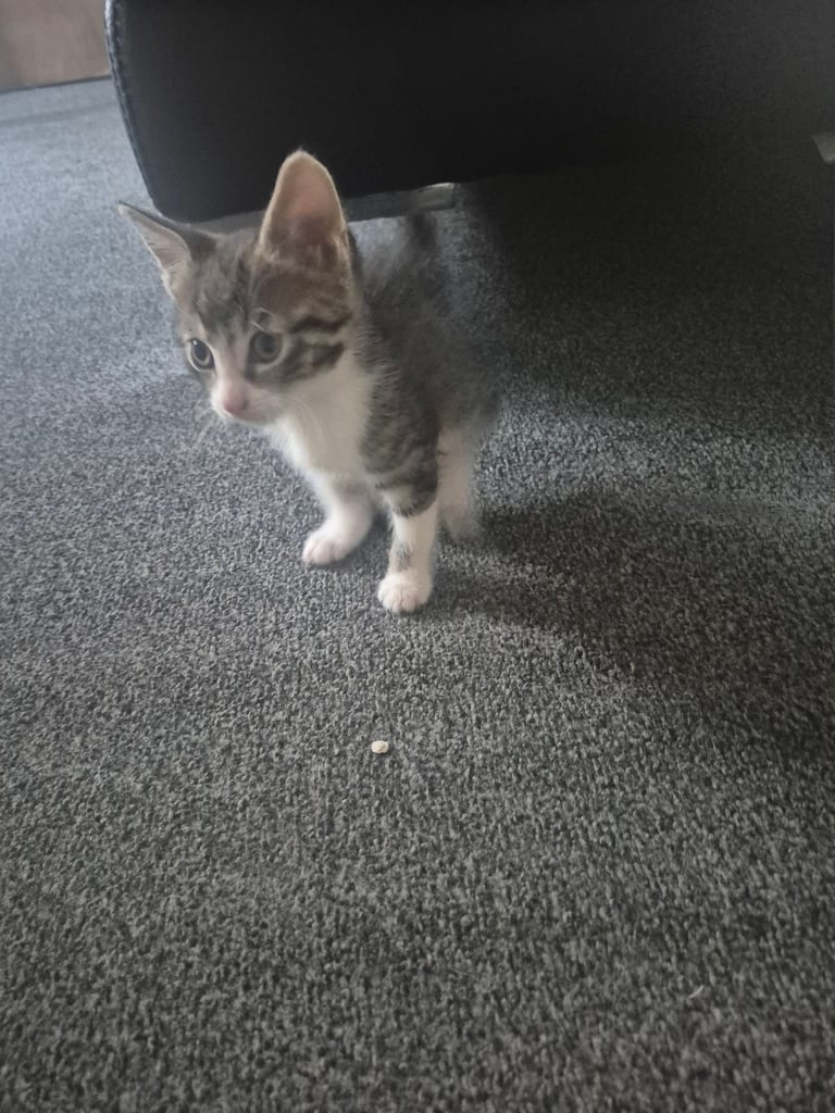 Male kitten 9 weeks