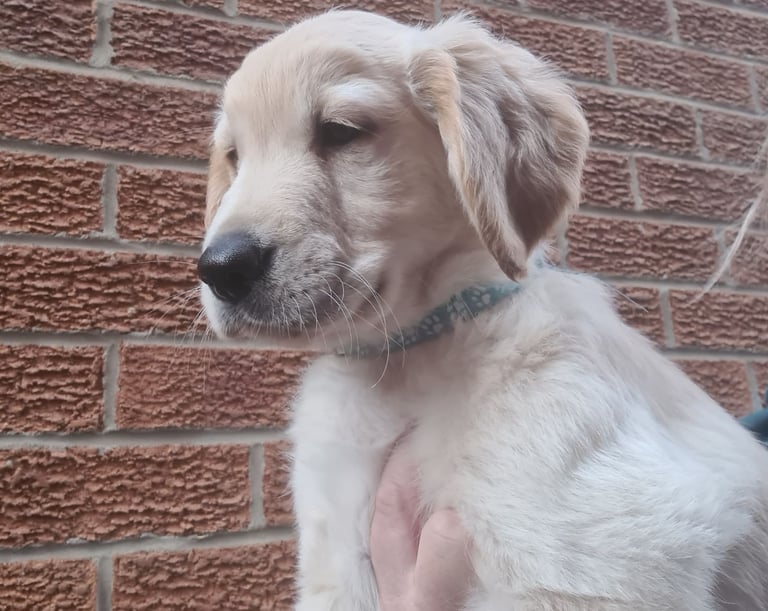 Male golden retriever pup *ready to leave now*